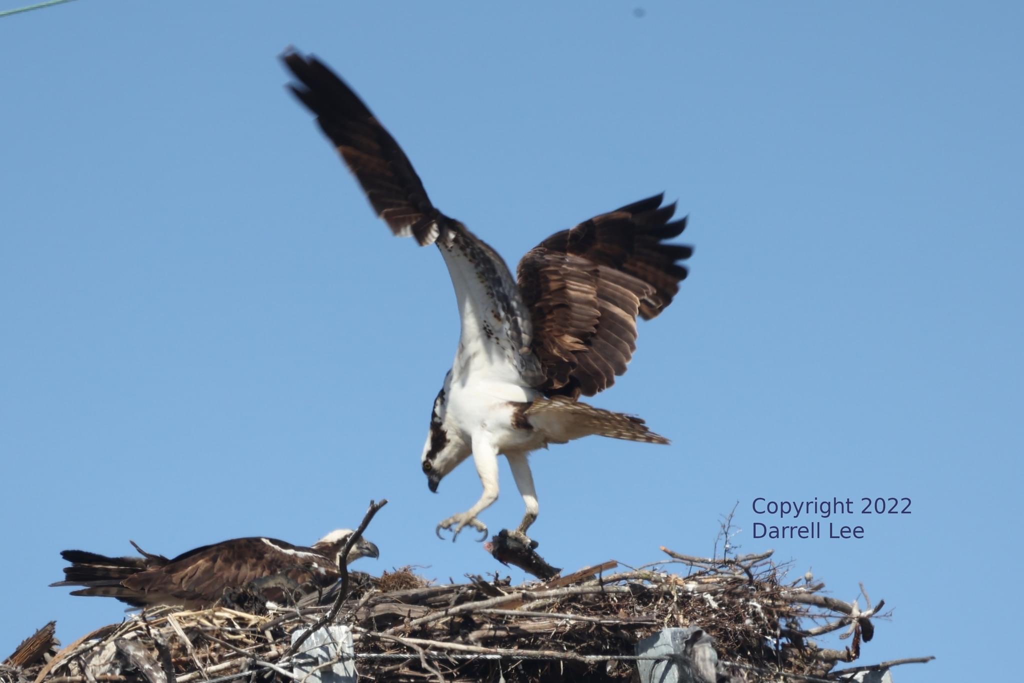 Osprey Days Coming Up! June 24-26, 2022 Here’s the Info.